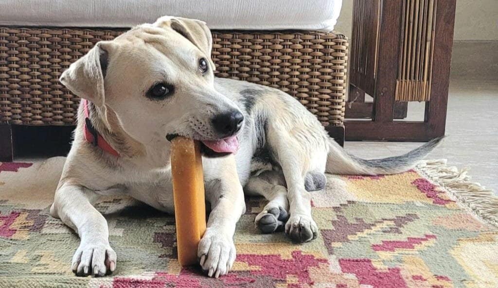 Happy dog chewing on a Lekali Yak/Cow Chew, promoting dental health.