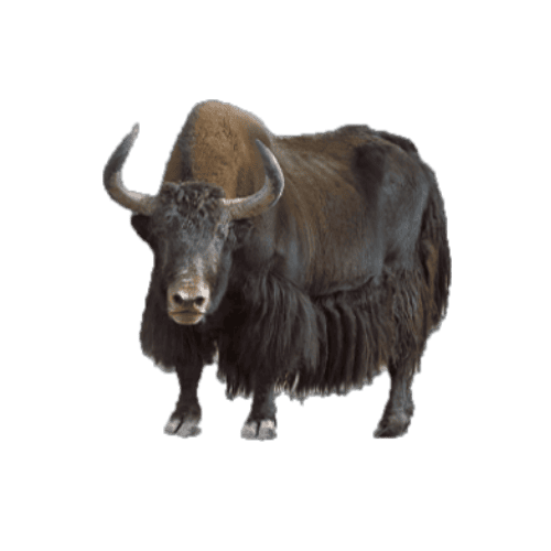 A musk ox standing against a green background.